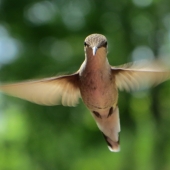 Brady (1) Img #3 Hummer in Flight