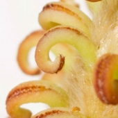 Ferguson (1) Img #2 Hook