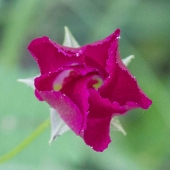 Ferguson (1) Img #5 Wrap