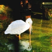 Haskell (1) Img #1 A Bird's World