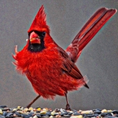 King-M (1) Img #4 Beautiful Cardinal