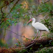 Lane (1) Img #2 Morning Ibis