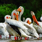 Lilley (2) Img #5 Preening Pelican