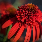 Miller-C (1) Img #3 Red Cone Flower