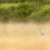Williams-JM (1) Img #2 Great Egret