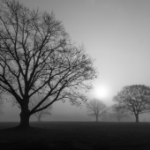 Trees in the Mist