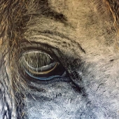 Bromley (1) Img #2 The Grey