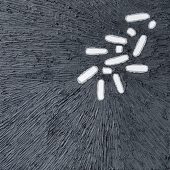 Dorn Richards (1) Img #4 Mop XVIII