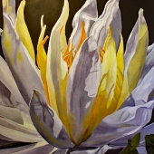 Dyson (1) Img #1 Nucifera