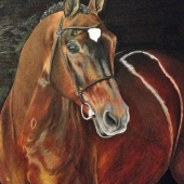 Harper (3) Img #1 Idocus - Crown Dutch Warmblood Stallion