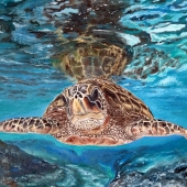 Harper (3) Img #2 Honu of Hawaii