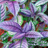 King-S (1) Img #5 Persian Ear Plant