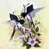 McKinley (1) Img #3 Barn Swallows