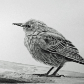 Mohile (1) Img #3 A Short Layover