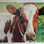 Rigby (1) Img #2 Alice's Cow