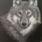 Schomburg (1) Img #1 Wolf