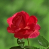 Kadam (3) Img #2 Red Rose