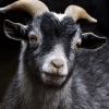 King-M (1) Img #1 Serene Pygmy Goat