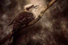 B - 1st Place - Photography - Haysom (1) Img #1  For Someone Beautiful - Kookaburra