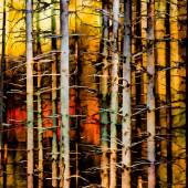 13th Place – Barbara Mierau-Klein – “Autumn Tree Trunks” –  www.barbaramierauklein.com