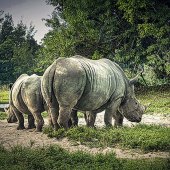 Sandy Friedkin - \"White Rhinos” –  sandyfriedkin@comcast.net