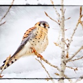 Maureen Ravnik - "A Kestrel's Winter” –  www.maureenravnik.crevado.com
