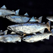 Earl Senchuk- " Run, Salmon, Run" – www.earlsenchuk.com