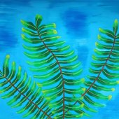 Sabeen Faquir – “A Fern in the Blue Sky” –  sabeen_faquir@yahoo.com