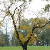 Tina Elizabeth Watson – “In The Heart of Fall” –    nasnapphotography2015@gmail.com