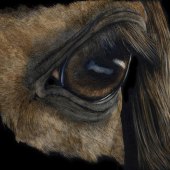 2nd Place – George Ann Johnson – “Race Ready” – www.gajart.com