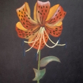 Alison Lam - “Anybody worth Talking To” – https://alisonywlam.wixsite.com/aboutme