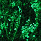 Lux Dahl - “Betty White Three” – www.luxdahl.com