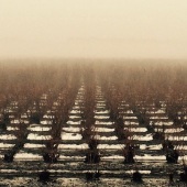 Therese Halscheid - “Fallow Blueberry Fields” – www.theresehalscheid.com