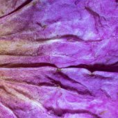 Ulla von Czekus - “Shiny” – www.ullastudio.com