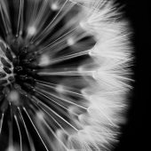 Lori Lankford - “Blowing in the Wind” – www.lorilankford.com