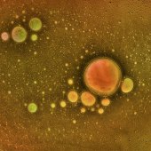 Dianne English - “Space Time” – dizel@bbsol.com