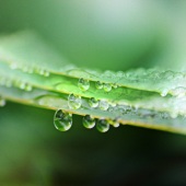 Lynn Campbell - “Jaded Drops” – www.facebook.com/LynnCampbellArtbyWolfeyes