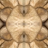 Dick and Rosanne - “Oyster Fans” – www.dickandrosanne.com