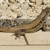 Sandy Friedkin - “Herringbone” – www.sandyfriedkin1942.viewbug.com