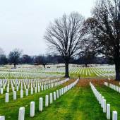 Perla Sofia Gonzalez - “The Tree” – www.arteperlasofia.com