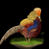 Marudhupandian Krishnan - “Golden Pheasant: A Himalayan Bird” – www.artstation.com/primad