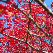 Y. Hope Osborn - “Berry Bower” – www.artworkarchive.com/profile/yhopeosborn