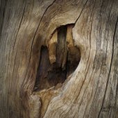 Silvija Treice - “The Heart of a Tree” – silviat@latnet.lv