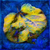 Hon. Mention - Barbara Mierau-Klein - “Yellow and Blue Leaf” – www.barbaramierauklein.com