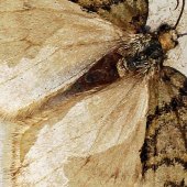 Hon. Mention - Kay McBeath - “Milky Moth” – www.artpickle.com