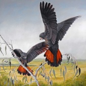 Paula Wiegmink – “Shake Your Tail Feathers” - www.paulawiegmink.com.au