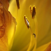 Rebecca J. Case - “A Peek of Light” –  rebeccacase1919@gmail.com