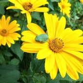 Martha Nance - “Yellow is a Good Place to Sit!” – marthanance59@gmail.com