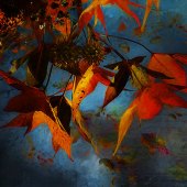 Shelley Benjamin - “Autumn Dance” – www.artboja.com/art/w6ytal