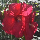 Tommy Crane - “Red Hibiscus” – tjcrane@valdosta.edu